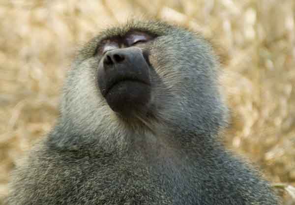 90 - Tanzania - Mono Babuino - parque nacional de Tarangire